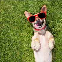 O' Connor Oaks Apartment Homes - Photo 1 of 1