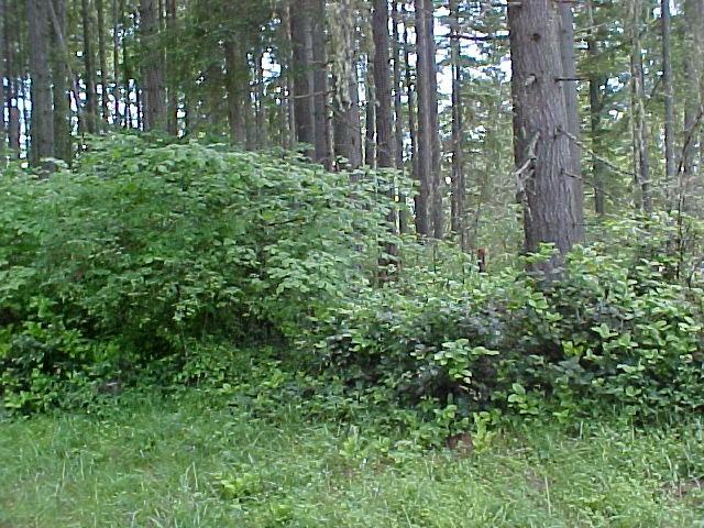 11008 Madrona Dr - Photo 2 of 13