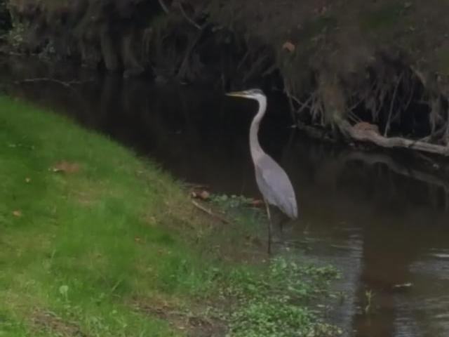 1147 West Grand River Avenue - Photo 5 of 12