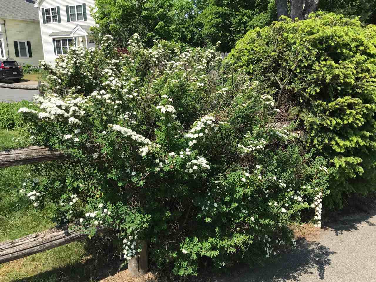 Carmine St & Woburn St - Photo 5 of 6