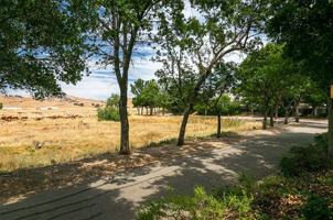 featured image of 6175 Water Lily Common