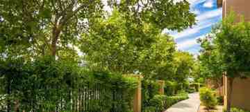 featured image of 6175 Water Lily Common