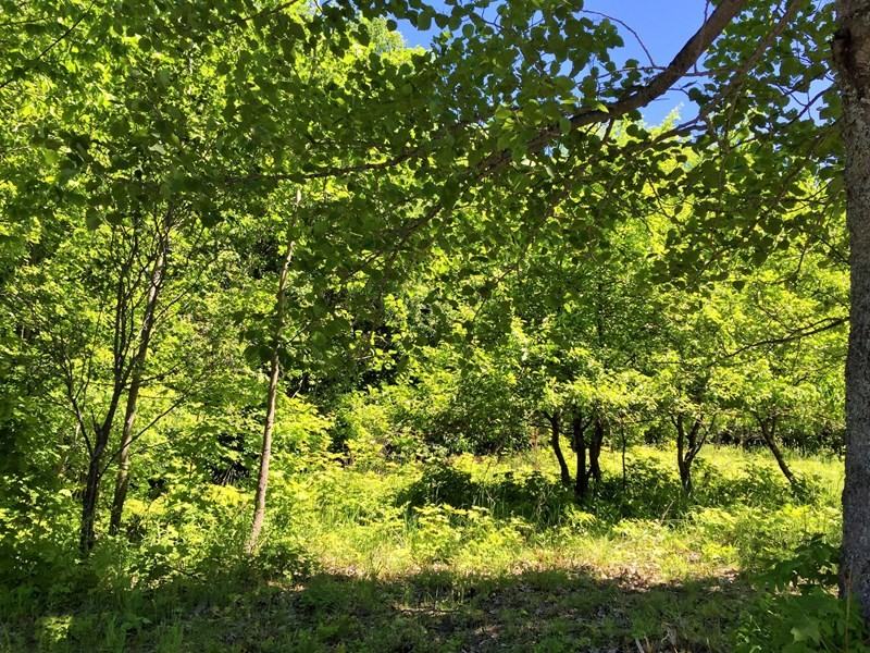 4956 Turfway Trail - Photo 3 of 26