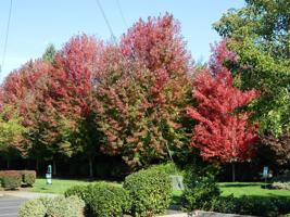 featured image of 1324 1324 SE Pleasant View Drive