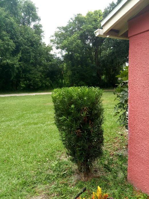 509 East Magnolia Street - Photo 7 of 12