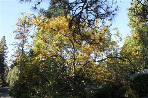 519 Nursery St - Photo 2 of 16