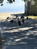 featured image of 26 Bing St N #26BI