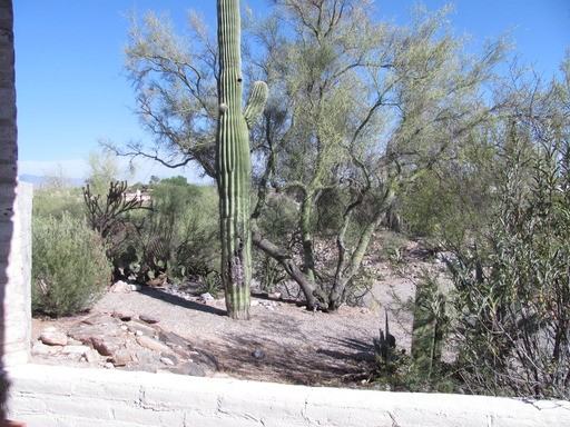 6218 N Campbell Ave #11 - Photo 3 of 19