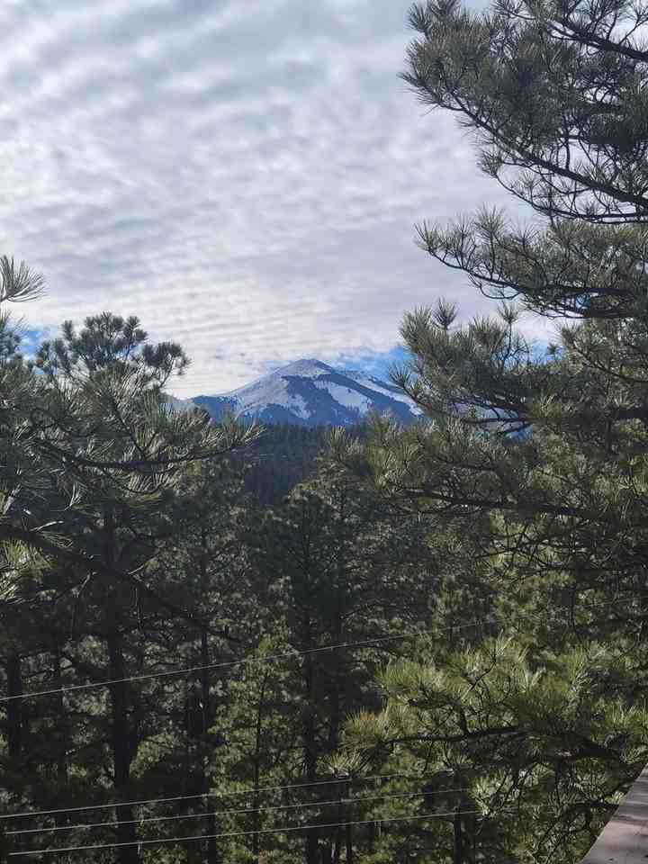 131 Pine Cone Ln - Photo 3 of 44