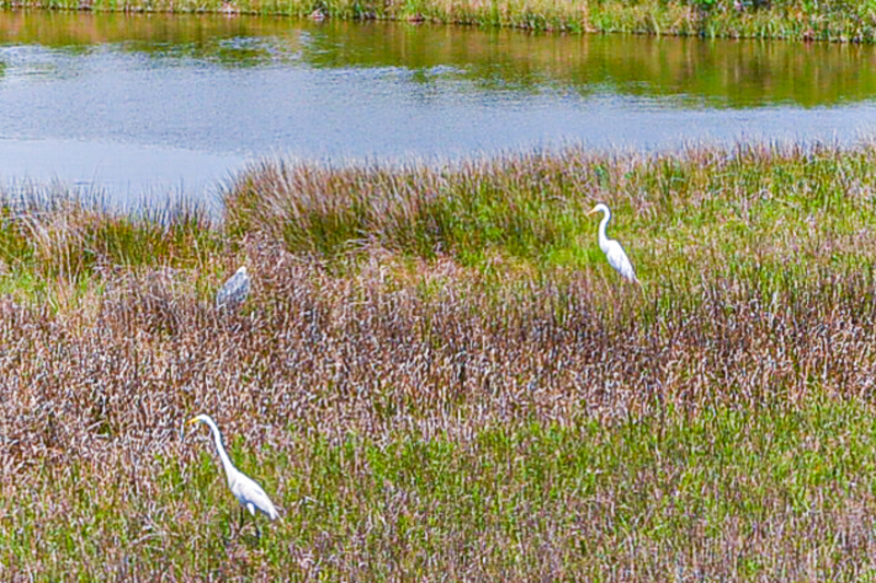 3919 San Jacinto Drive - Photo 3 of 50