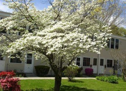 Springvale Apartments - Photo 3 of 8