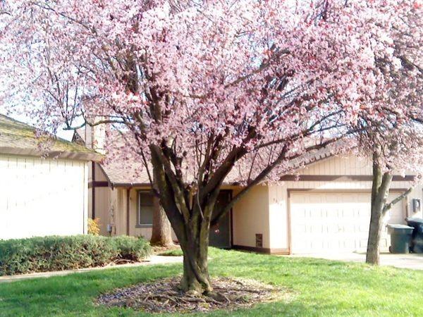 Rollingwood Duplex  Homes - Photo 3 of 13