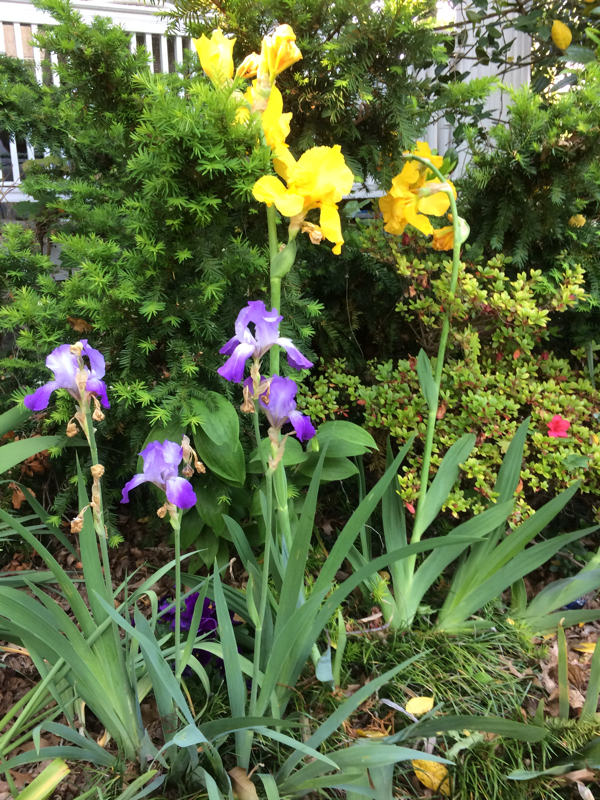 3459 Macomb St Nw - Photo 2 of 2