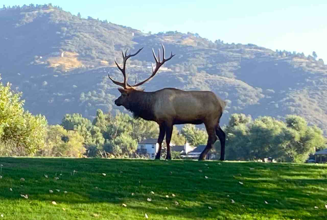 69 Meadow Lakes Dr #69 - Photo 2 of 22