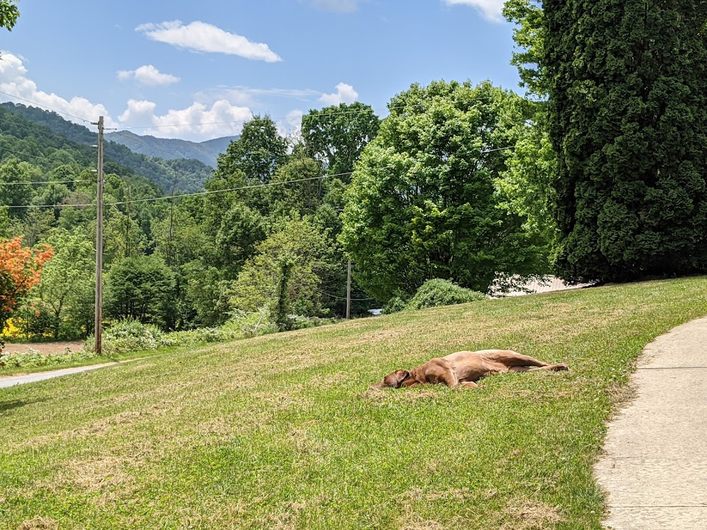 3691 Max Patch Rd #NA - Photo 2 of 20