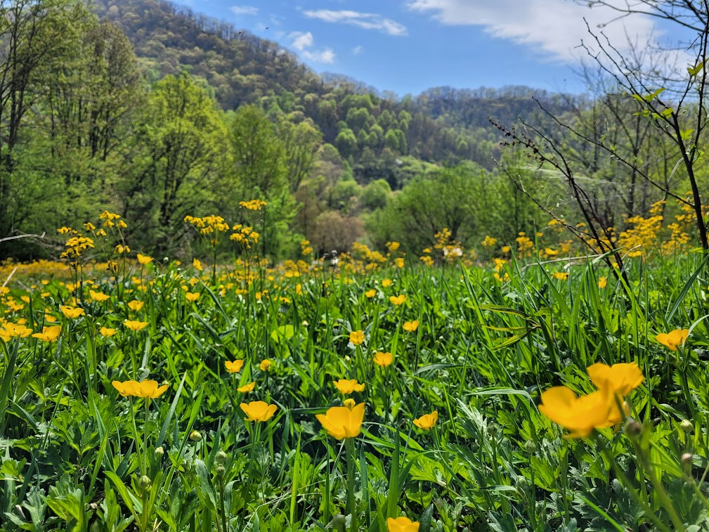 3691 Max Patch Rd #NA - Photo 3 of 20