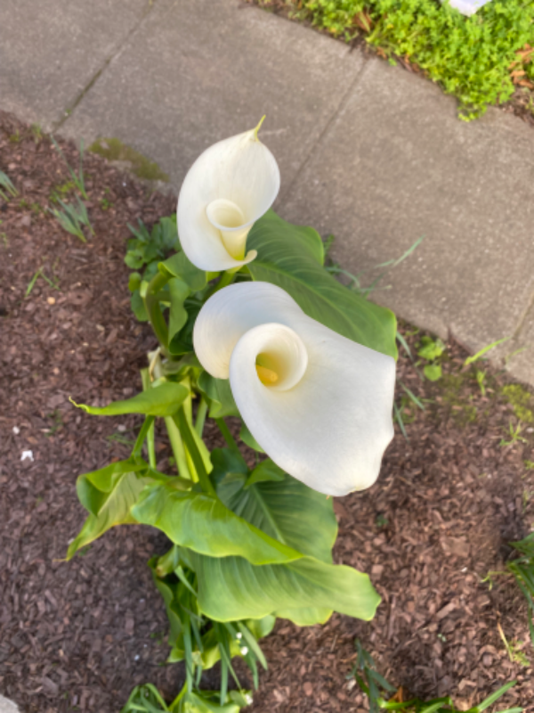 2345 Fulton St - Photo 3 of 35