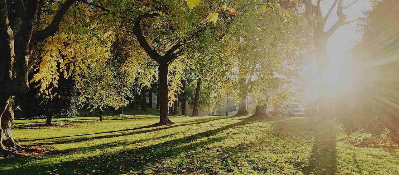 Woods at Countryside Crossing - Photo 2 of 17