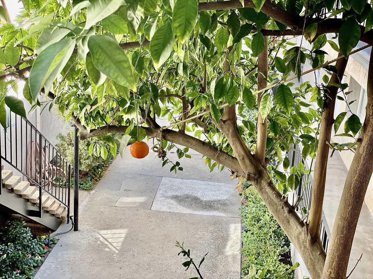 Encino Town & Country - Photo 4 of 17