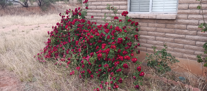 145 Via San Potosi - Photo 3 of 49