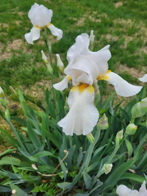 1205 Adams St - Photo 5 of 29