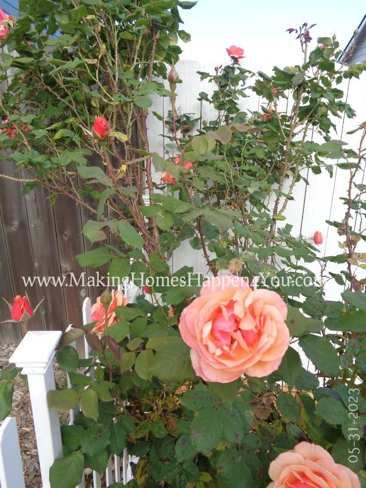 405 Lavender St #1 - Photo 4 of 50