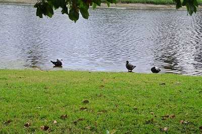 6224 Country Fair Cir #1 - Photo 7 of 48