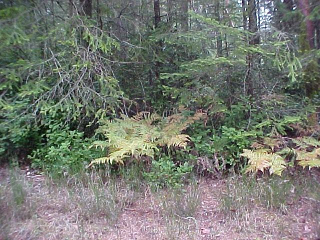 12015 Wapato Rd - Photo 3 of 16