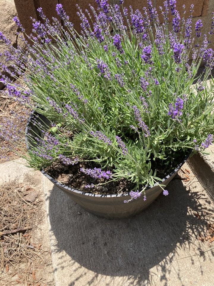 432 Woodland Dr, Wofford Heights, CA 93285, USA 2 unit Rentals Zumper