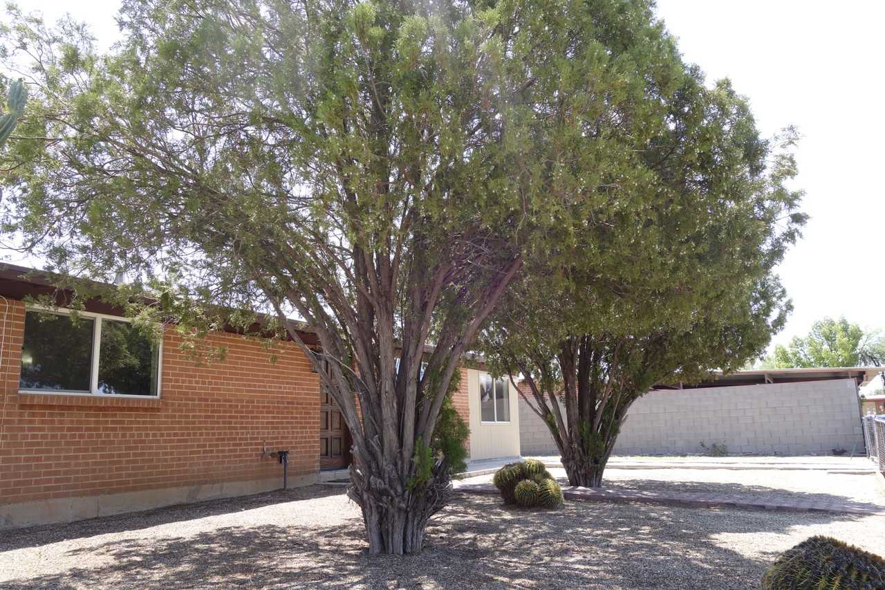 1627 S Avenida Carolina - Photo 3 of 30