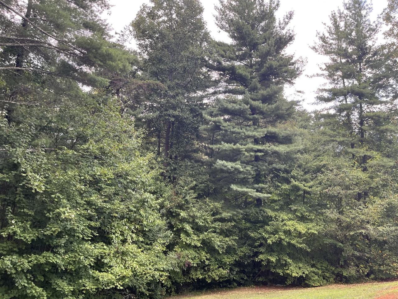 44 Beech Crest Rise #1 - Photo 4 of 19