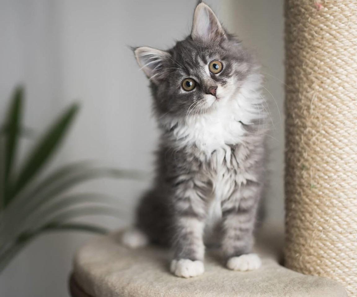 Monroe Avenue Apartments - Photo 2 of 30