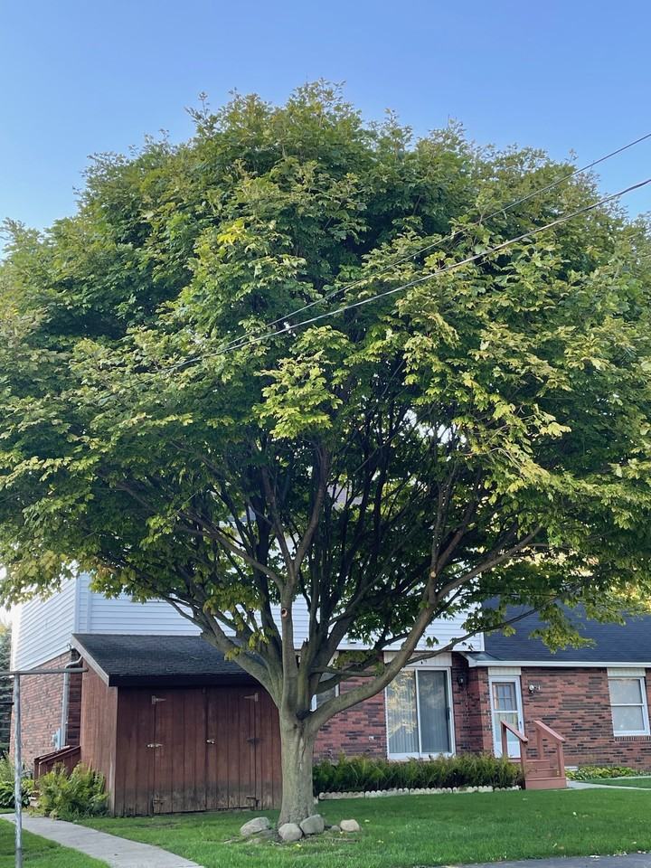 7209 Main St #1 - Photo 5 of 41