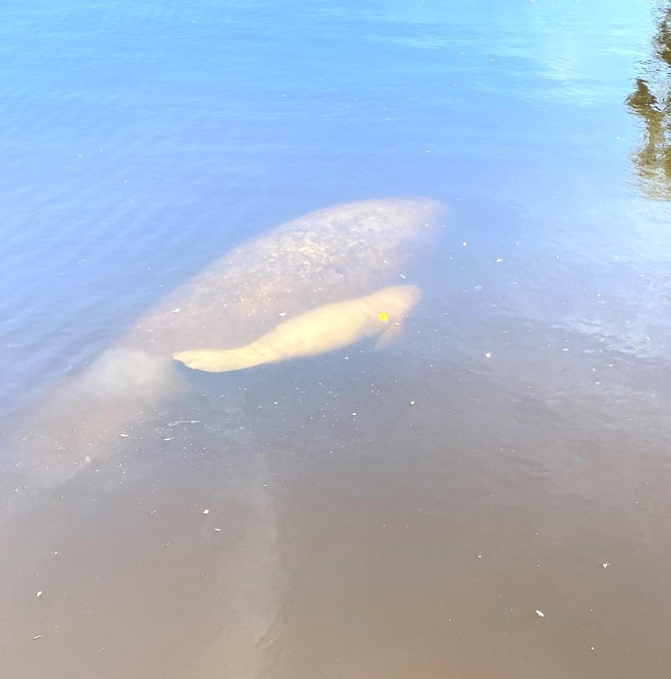 1208 Dona Way - Photo 3 of 39