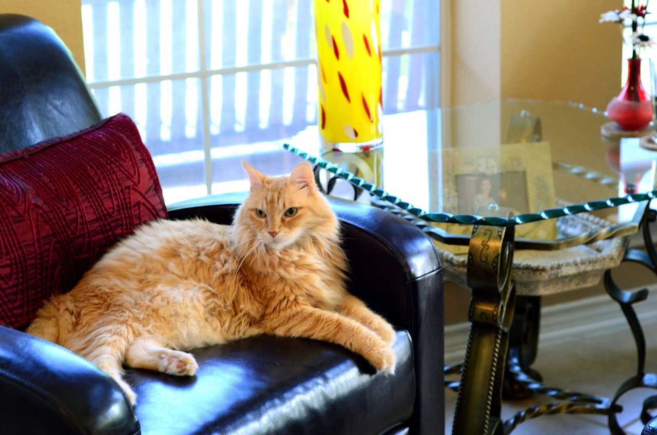 Casa Grande Villas - Photo 6 of 36