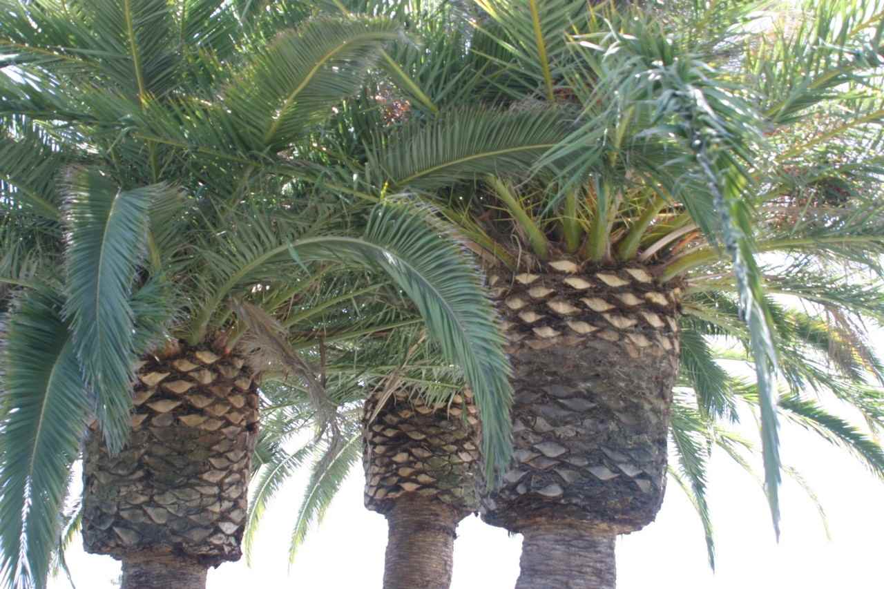 Palms Garden Apartments - Photo 2 of 2