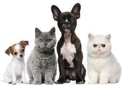 Brentwood Pointe Apartments - Photo 3 of 28