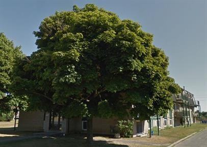 294 CONACHER - Photo 6 of 9