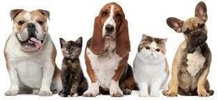 Brentwood Pointe Apartments - Photo 7 of 28