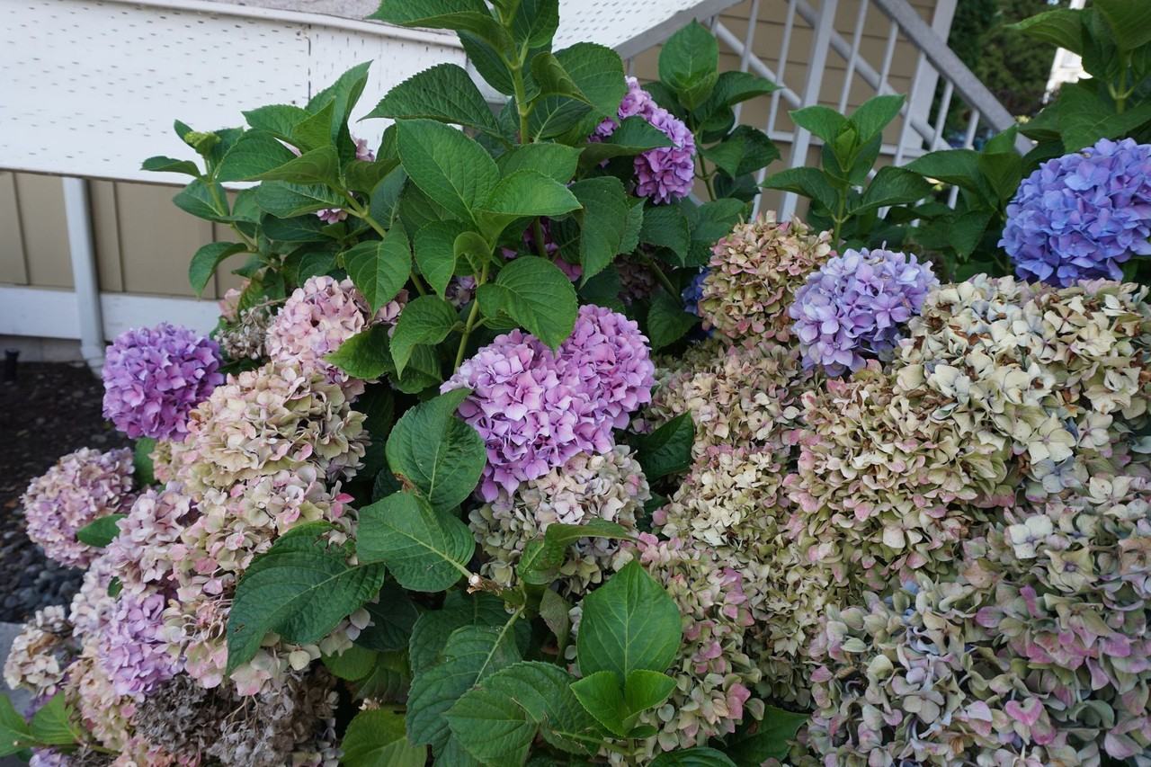 Garden Grove - Photo 2 of 9