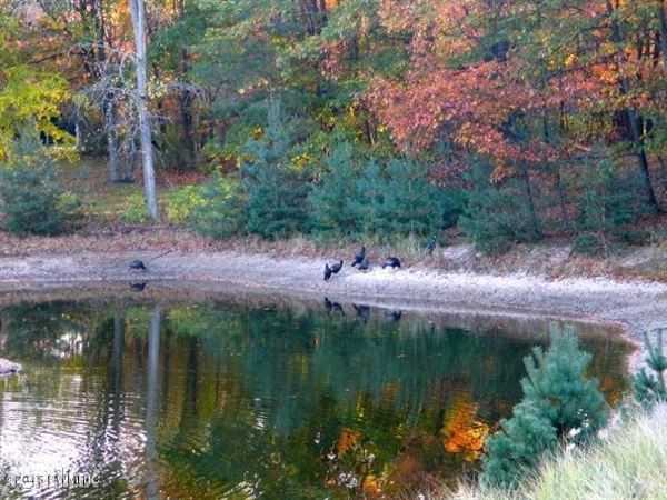 14679 Pine Island Dr - Photo 3 of 11