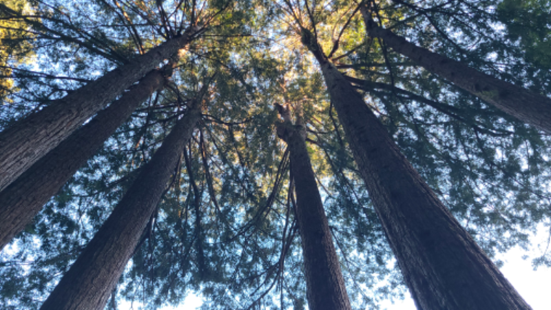 14111 Old Cazadero Rd - Photo 2 of 12