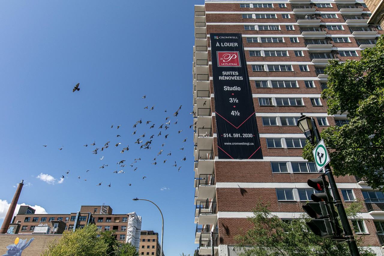 Le Plateau - 3605 St-Urbain - Photo 3 of 44