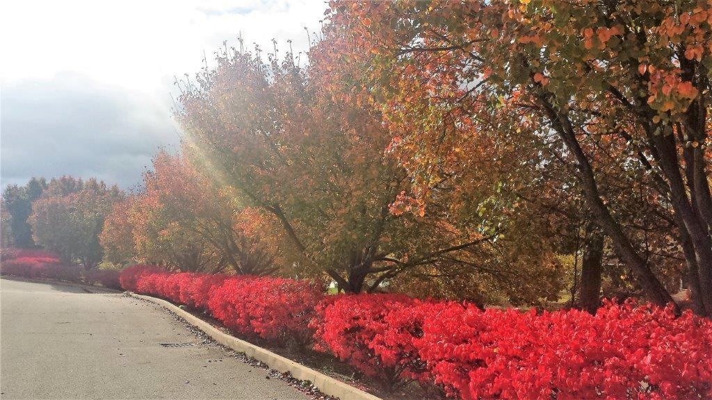 Long Drive Townhomes - Photo 4 of 16