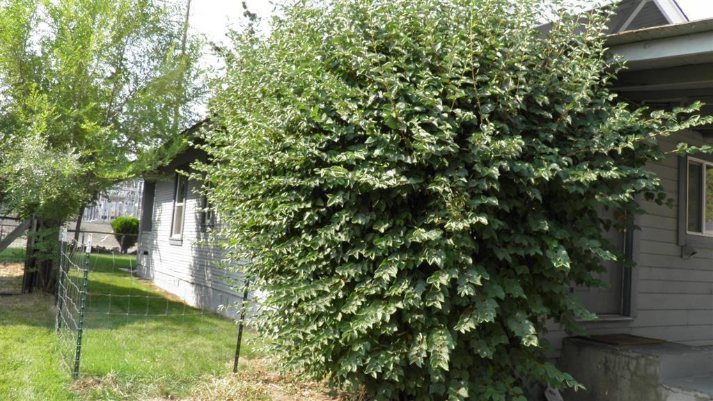 454 Se Cleveland Ave - Photo 3 of 19
