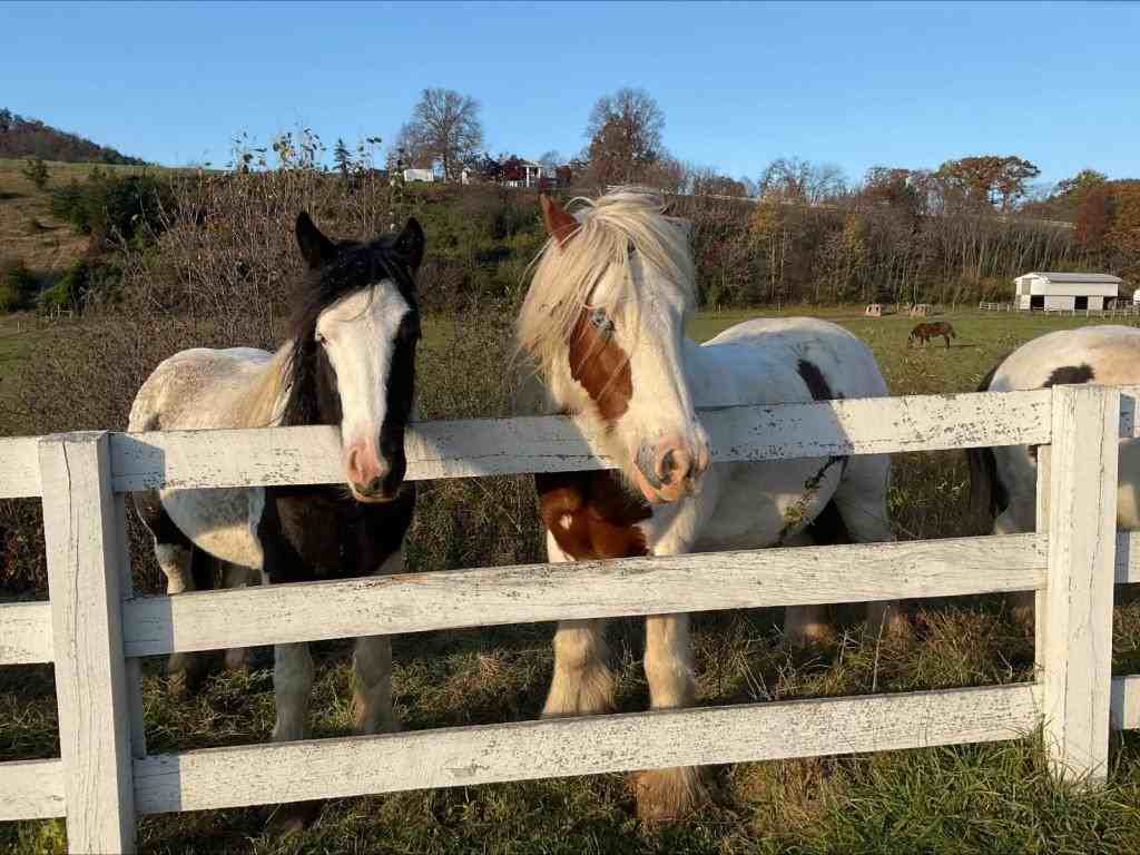 1020 Briar Mnr - Photo 3 of 17