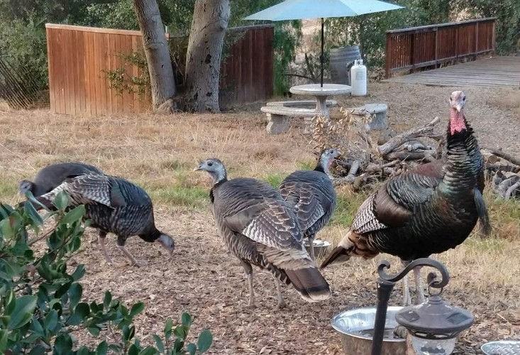 14519 Rios Canyon Rd #C - Photo 2 of 28