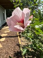 featured image of 300 Tambras Way #NA