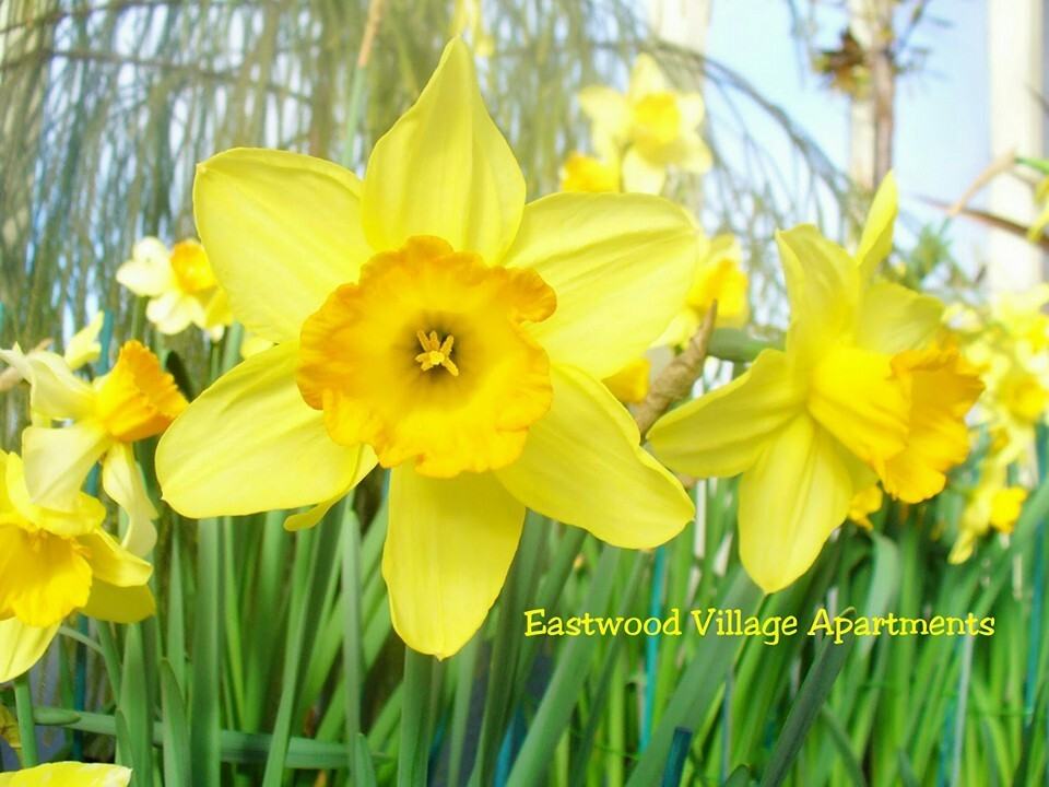 Eastwood Village Apartments - Photo 5 of 13