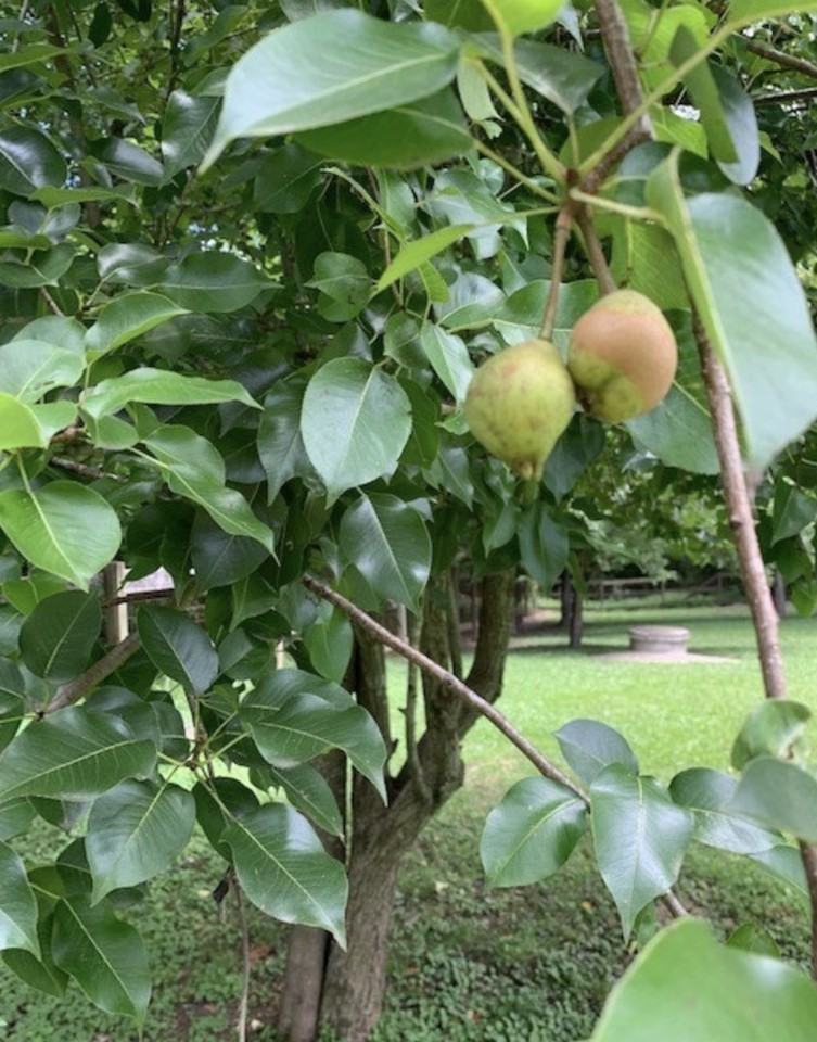 11021 Cosby Mill Rd - Photo 3 of 16